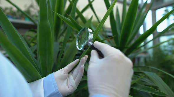 Hands of Researcher Studying Plant Leaves Through Magnifying Glass, Science