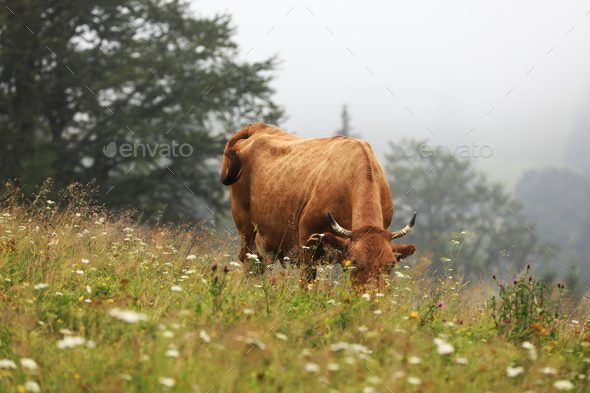 A red cow grazes in a summer meadow with mountains in the background. year of the bull