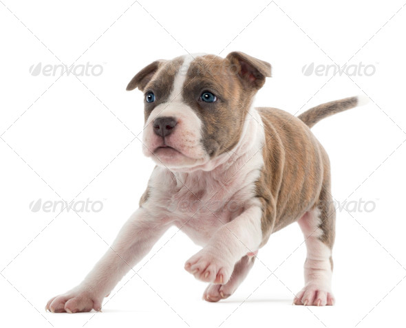 American Staffordshire Terrier Puppy running, 6 weeks old, against white background - Stock Photo - Images
