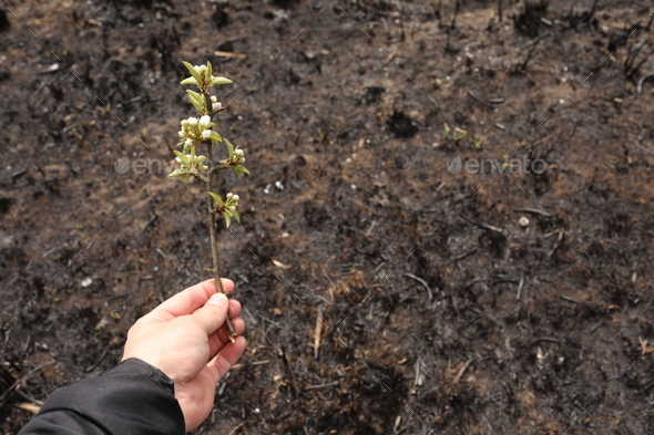 male hand holds a flowering branch on a background of burnt ground. environmental pollution