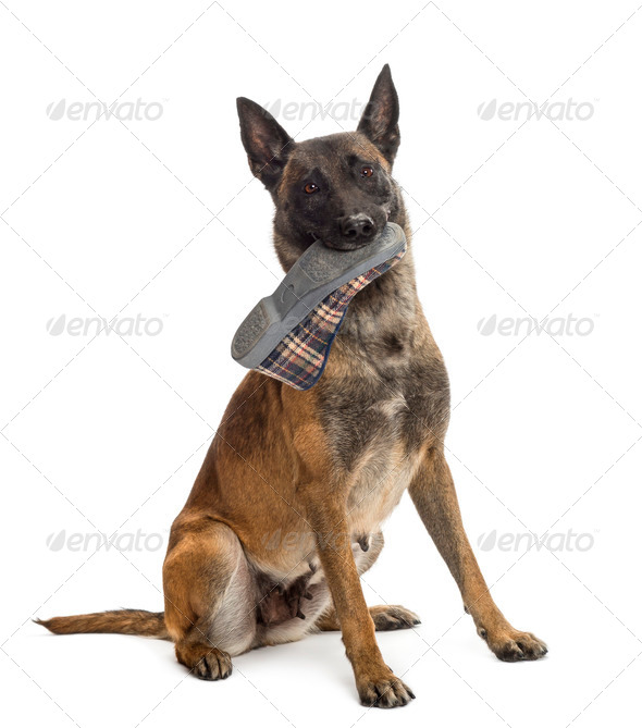Belgian Shepherd sitting and holding a slipper in mouth against white background - Stock Photo - Images