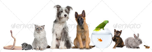 Group of pets with dog, cat, rabbit, ferret, fish, frog, rat, bird, guinea pig, reptile, snake