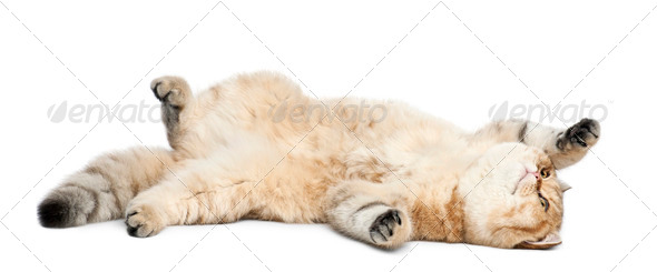 Golden shaded British shorthair, 7 months old, lying against white background