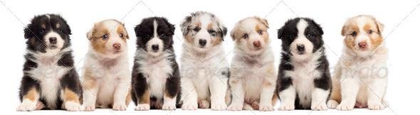 Front view of Australian Shepherd puppies, 6 weeks old, sitting in a row against white background