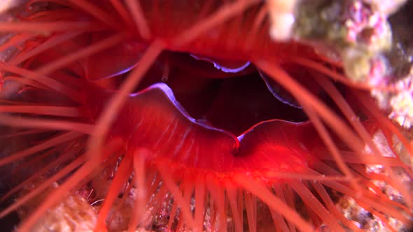 Electric flame scallop (Lima SP.) pulsating close up alt