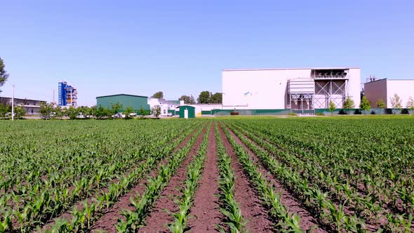 Aero, Young Green Corn, Maize Sprouts, Shoots Planted in Rows in Field on Background of Large alt