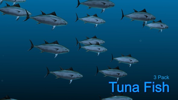 Tuna Fish 4k alt