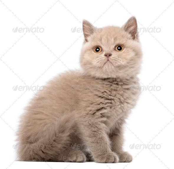 British Shorthair Kitten Sitting 9 Weeks Old Against White