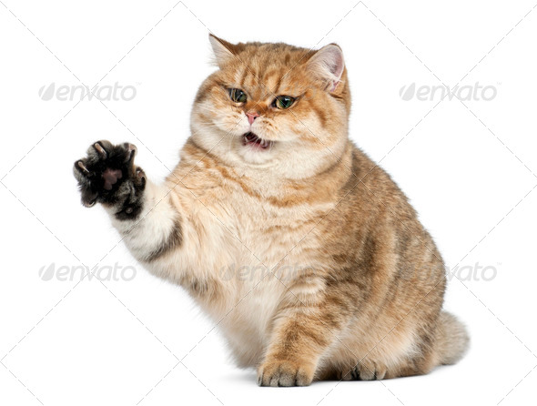 Golden shaded British shorthair, 7 months old, sitting against white  background Stock Photo by Lifeonwhite