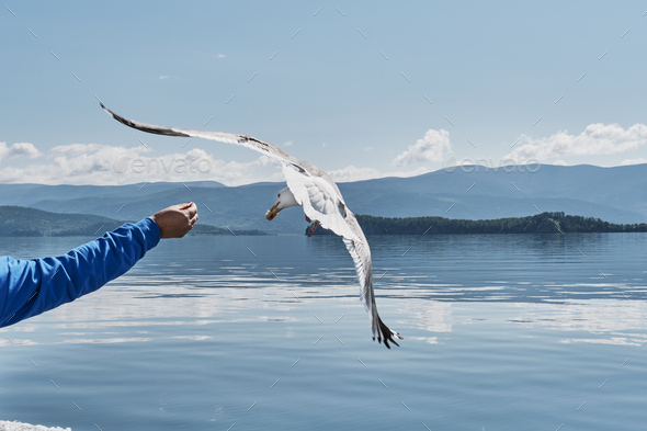 Woman\'s hand feeding to wild gulls on boat trip on Lake Baikal. Piece of bread in beak of bird.