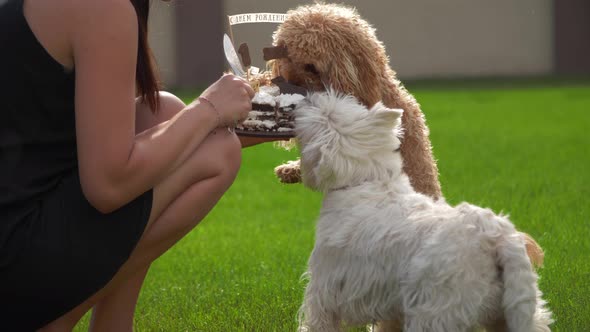 Dog's Birthday Party  "Happy Birthday" Wrtten on the Cake alt