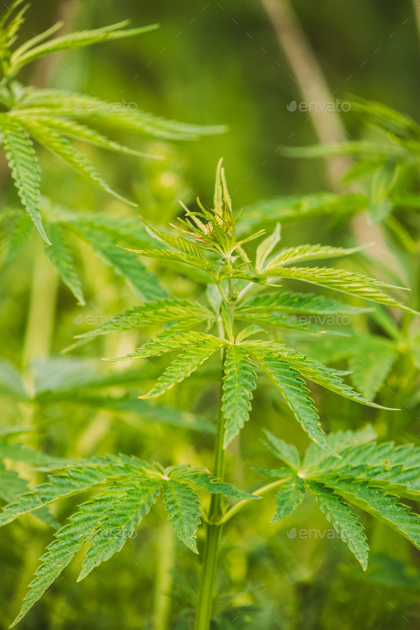 Legal Green Marijuana Cannabis Leaves Growing At Farm In Summer Day ...