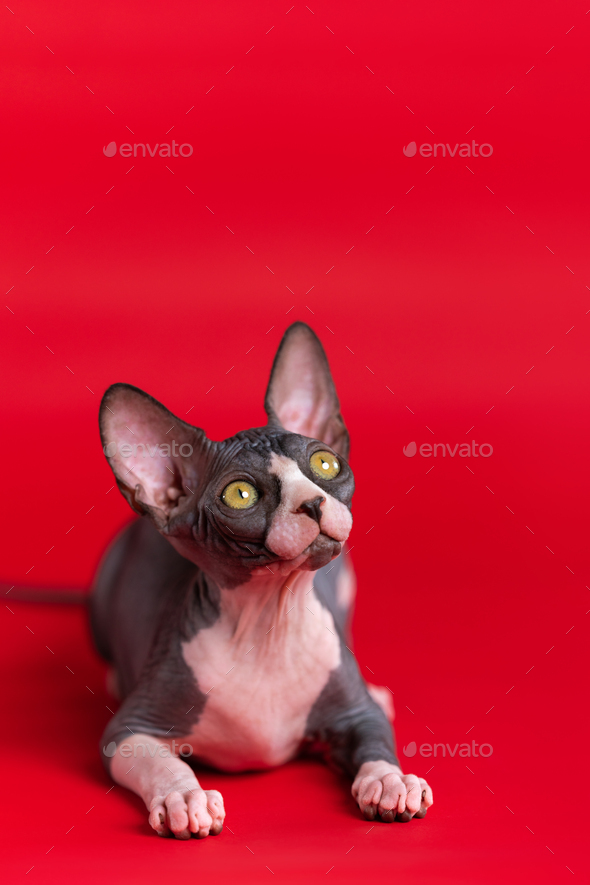 Bicolor kitten Sphynx Hairless lies on red background, looks up, listening carefully to what is said