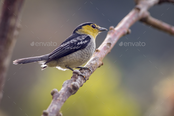 Barred Becard (pachyramphus versicolor). Bird perched quietly on a tree branch - Stock Photo - Images