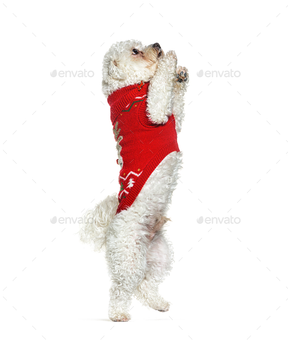 Bichon frise red hot sale fur