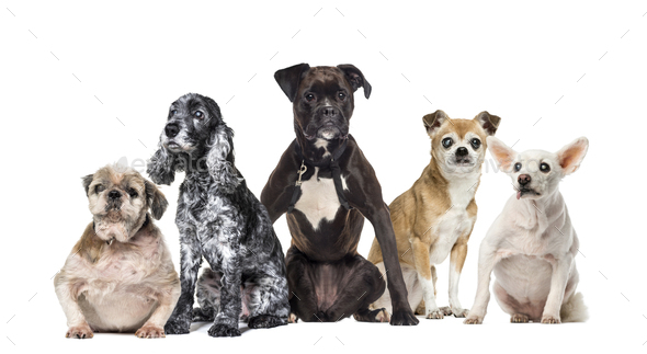 Group of sick, blind, injured, disabled dogs and cat standing in