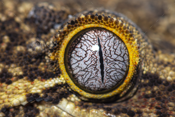 Close-up on a reptile eye, New Caledonia bumpy gecko, Rhacodacty - Stock Photo - Images