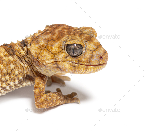 Head shot of a Centralian rough knob-tail gecko, Nephrurus amyae - Stock Photo - Images