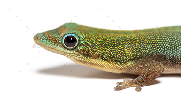 Gold dust day gecko, Phelsuma laticauda, Isolated on white - Stock Photo - Images