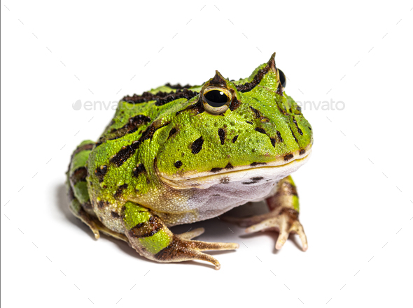 Argentine horned frog, Ceratophrys ornata, isolated on white - Stock Photo - Images