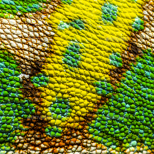 Macro, detail of a veiled chameleon skin and scales, Chamaeleo c