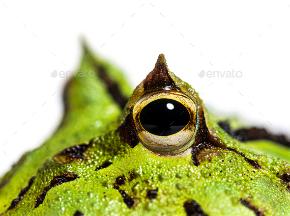 detail of the Argentine horned frog eye, Ceratophrys ornata, iso - Stock Photo - Images