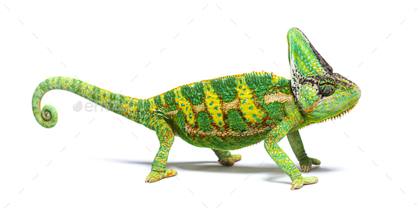 side view of a veiled chameleon, Chamaeleo calyptratus, isolated - Stock Photo - Images
