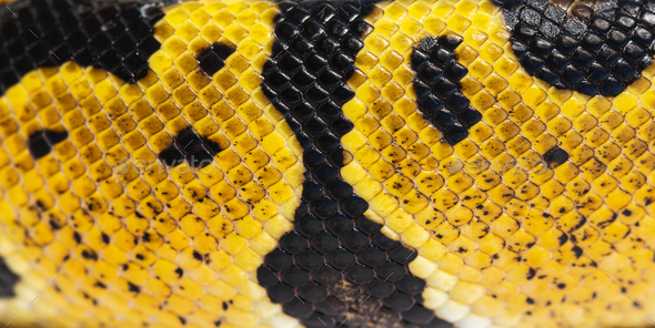 Detail macro of a Pastel ball python scales, Python Regius, isol Stock ...