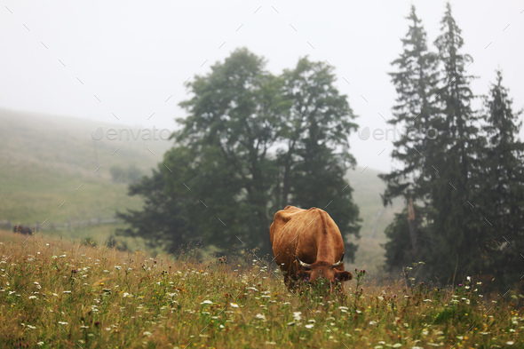 A red cow grazes in a summer meadow with mountains in the background. year of the bull. rural