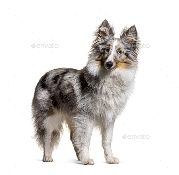 Merle hotsell shetland sheepdog