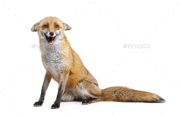 Red fox making a face, two years old, isolated on white