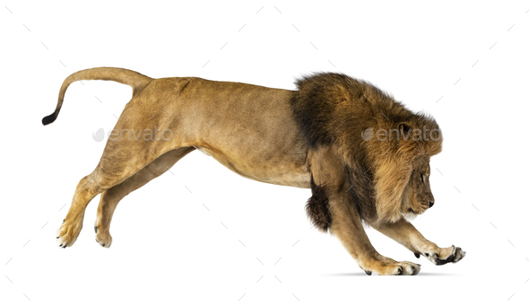 Side view of a lion jumping, , isolated on white