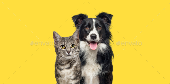 Grey striped tabby cat and a border collie dog with happy expression together - Stock Photo - Images