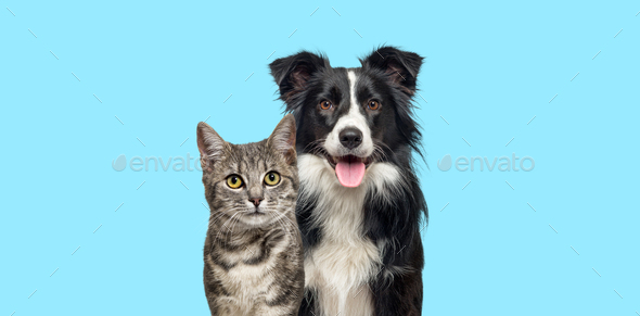 Grey striped tabby cat and a border collie dog with happy expression together on blue - Stock Photo - Images