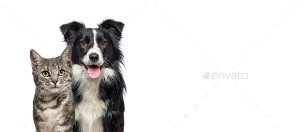 Grey striped tabby cat and a border collie dog with happy expression together - Stock Photo - Images