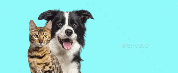 Brown bengal cat and a border collie dog with happy expression together on blue background, banner - Stock Photo - Images