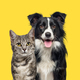 Grey striped tabby cat and a border collie dog with happy expression together - PhotoDune Item for Sale