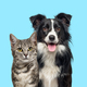 Grey striped tabby cat and a border collie dog with happy expression together on blue - PhotoDune Item for Sale