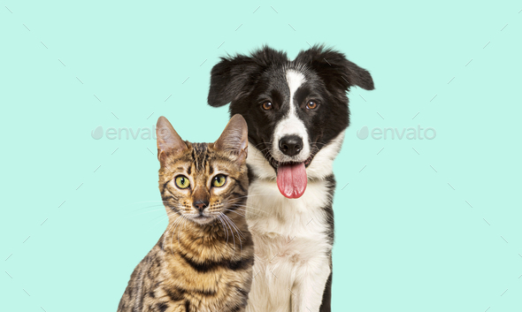 Brown bengal cat and a border collie dog panting with happy expression together on pastel blue