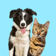 Brown bengal cat and a border collie dog with happy expression together on blue background - PhotoDune Item for Sale