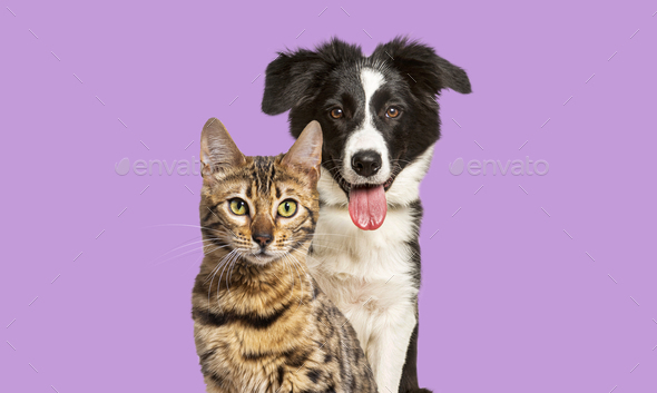 Brown bengal cat and a border collie dog panting happy expression on violet, looking at camera - Stock Photo - Images
