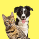 cat and dog panting with happy expression together on yellow background, looking at the camera - PhotoDune Item for Sale