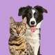 Brown bengal cat and a border collie dog panting happy expression on violet, looking at camera - PhotoDune Item for Sale