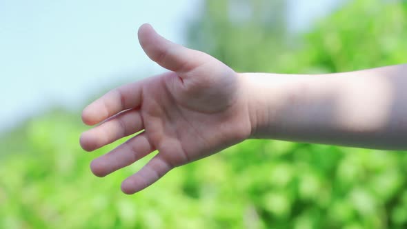 The Hand of a Sixyearold Against the Green Leaves in the Park alt
