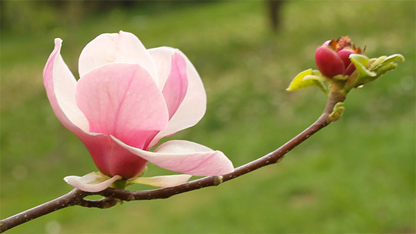 Flower  Magnolia Tree