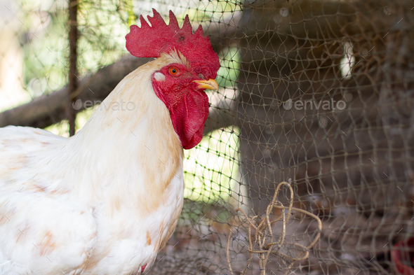 Beautiful white rooster with red crest inside his cage. Waxed and calm rooster.