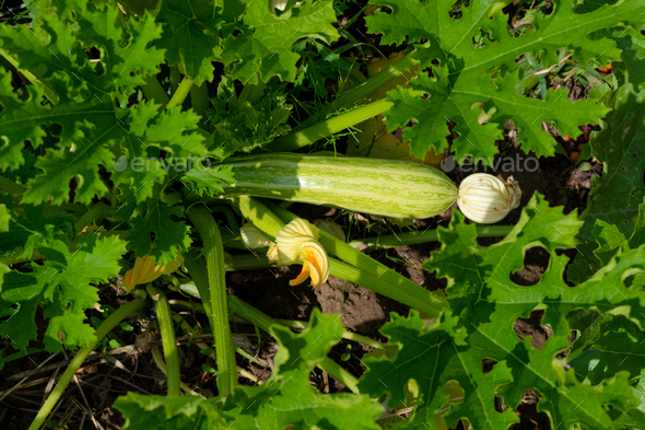 Small zucchini with a large flower. organically grown vegetables