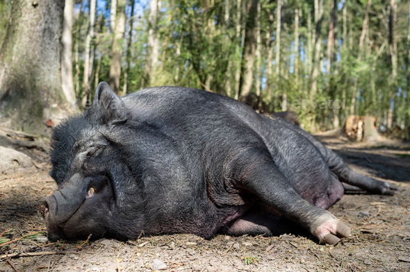 Charming, contented wild boar sleeps on the ground in the warm spring sun in a zoo.