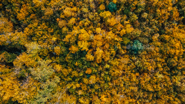 Aerial view over the forest
Vertical background of treetops - Stock Photo - Images