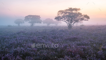 Zuiderheide National park Veluwe, purple pink heather in bloom, blooming heater on the Veluwe 